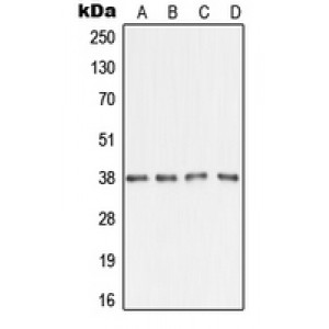 LifeSab™ AMD1 Rabbit pAb (50 µl)