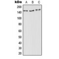LifeSab™ AOX1 Rabbit pAb (50 µl)