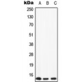 LifeSab™ APOC2 Rabbit pAb (50 µl)