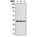 LifeSab™ APOE Rabbit pAb (50 µl)