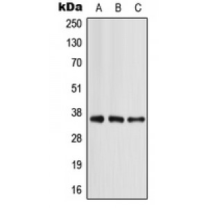 LifeSab™ APOE Rabbit pAb (50 µl)