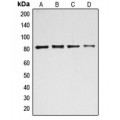 LifeSab™ BACH1 Rabbit pAb (50 µl)