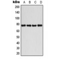 LifeSab™ BMX (pY40) Rabbit pAb (50 µl)