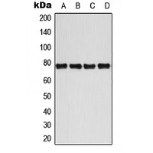 LifeSab™ BMX (pY40) Rabbit pAb (50 µl)