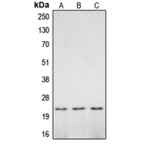 LifeSab™ CASP2 p18 Rabbit pAb (50 µl)