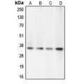 LifeSab™ CASP7 Rabbit pAb (50 µl)