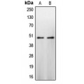 LifeSab™ CASP9 Rabbit pAb (50 µl)