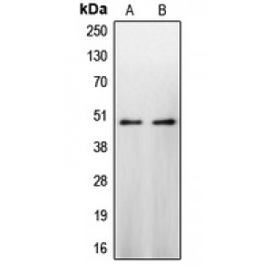 LifeSab™ CASP9 Rabbit pAb (50 µl)