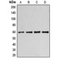 LifeSab™ CCNB1 (pS126) Rabbit pAb (50 µl)