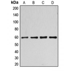 LifeSab™ CCNB1 (pS126) Rabbit pAb (50 µl)