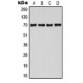 LifeSab™ CDC25A (pS124) Rabbit pAb (50 µl)