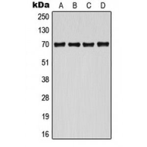 LifeSab™ CDC25A (pS124) Rabbit pAb (50 µl)