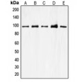LifeSab™ CDC27 Rabbit pAb (50 µl)