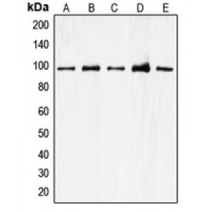 LifeSab™ CDC27 Rabbit pAb (50 µl)