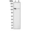 LifeSab™ COL6A2 Rabbit pAb (50 µl)