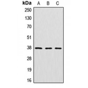 LifeSab™ CTSV Rabbit pAb (50 µl)