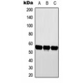 LifeSab™ CYP2D6 Rabbit pAb (50 µl)