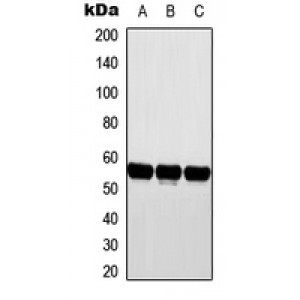 LifeSab™ CYP2D6 Rabbit pAb (50 µl)