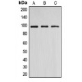 LifeSab™ DNMT3B Rabbit pAb (50 µl)