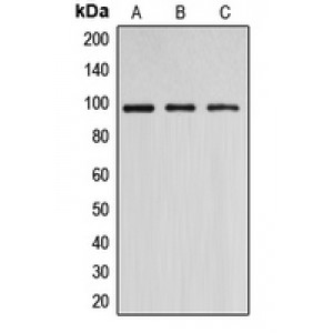 LifeSab™ DNMT3B Rabbit pAb (50 µl)