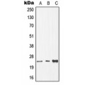 LifeSab™ CDC8 Rabbit pAb (50 µl)