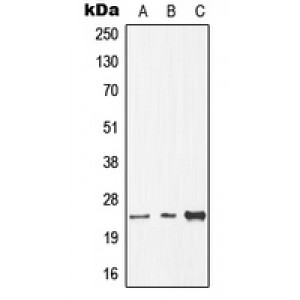 LifeSab™ CDC8 Rabbit pAb (50 µl)