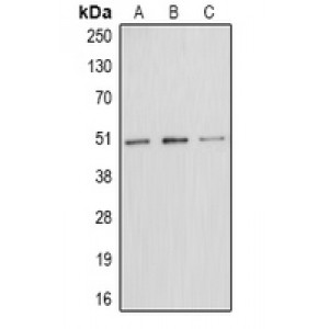 LifeSab™ E2F1 (pT433) Rabbit pAb (50 µl)