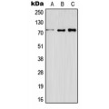 LifeSab™ ELF4 Rabbit pAb (50 µl)