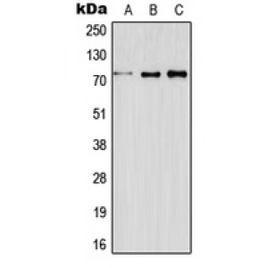 LifeSab™ ELF4 Rabbit pAb (50 µl)