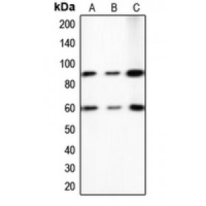 LifeSab™ PE2 Rabbit pAb (50 µl)