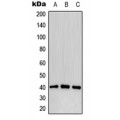 LifeSab™ CD32b (pY292) Rabbit pAb (50 µl)