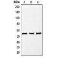 LifeSab™ FRK Rabbit pAb (50 µl)