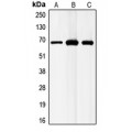 LifeSab™ GABRB1 Rabbit pAb (50 µl)
