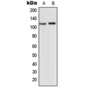 LifeSab™ mGLUR2 Rabbit pAb (50 µl)