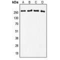 LifeSab™ TNC Rabbit pAb (50 µl)