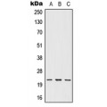 LifeSab™ IFNW1 Rabbit pAb (50 µl)