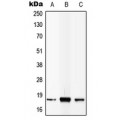 LifeSab™ IL-4 Rabbit pAb (50 µl)