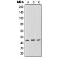 LifeSab™ IDO1 Rabbit pAb (50 µl)