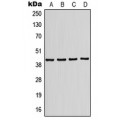 LifeSab™ KCNJ10 Rabbit pAb (50 µl)