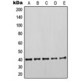 LifeSab™ KRT19 Rabbit pAb (50 µl)