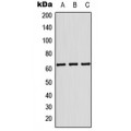 LifeSab™ KRT84 Rabbit pAb (50 µl)