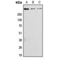 LifeSab™ LAMA5 Rabbit pAb (50 µl)