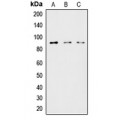 LifeSab™ HSL Rabbit pAb (50 µl)