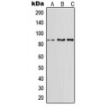 LifeSab™ CD91 Rabbit pAb (50 µl)