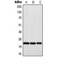 LifeSab™ MAD2 Rabbit pAb (50 µl)