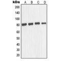 LifeSab™ TAU Rabbit pAb (50 µl)