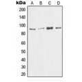 LifeSab™ MDM2 Rabbit pAb (50 µl)