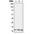 LifeSab™ MGST2 Rabbit pAb (50 µl)