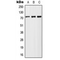 LifeSab™ MX2 Rabbit pAb (50 µl)