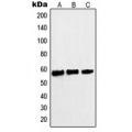 LifeSab™ c-Myc (pS62) Rabbit pAb (50 µl)